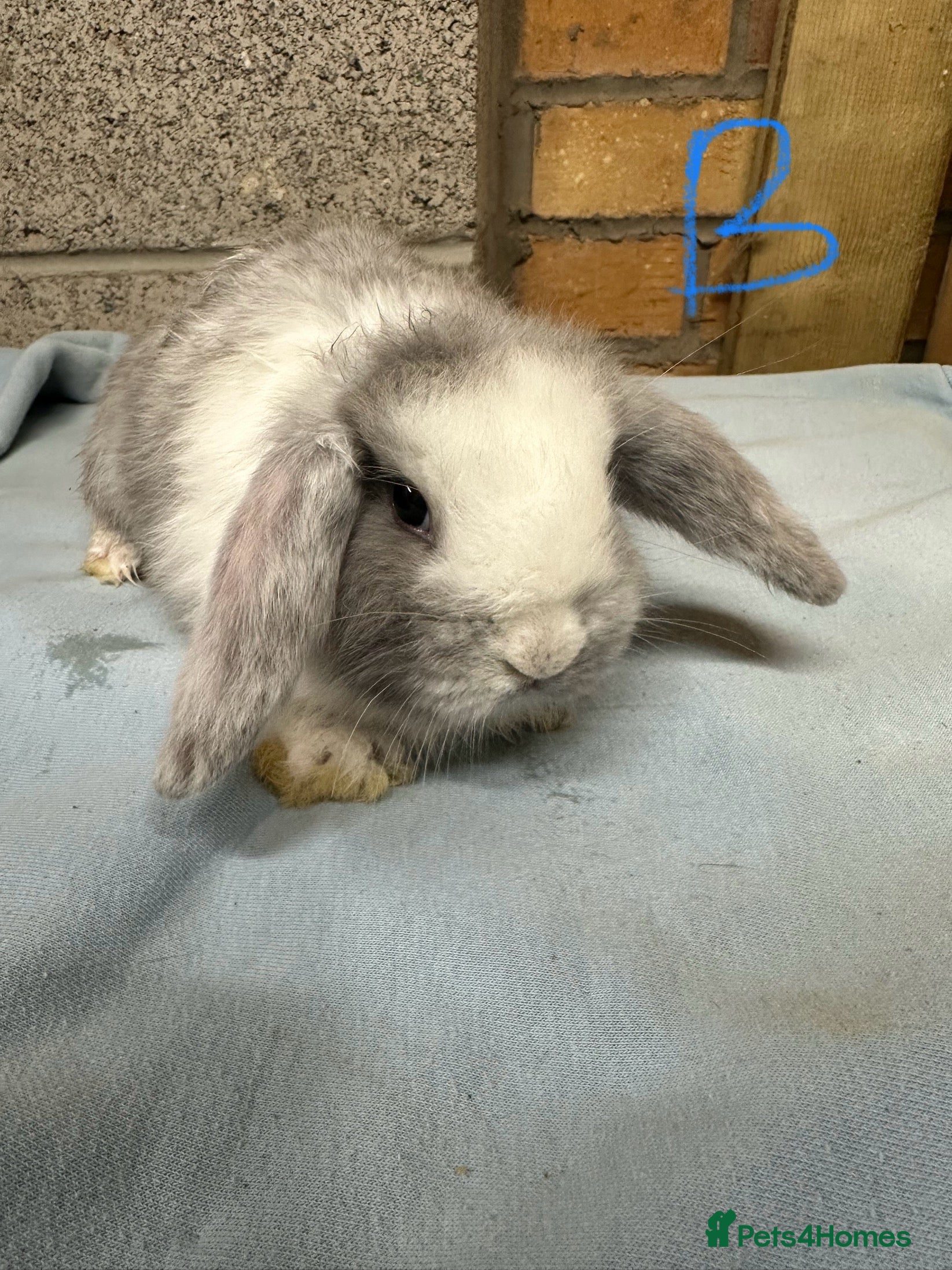 Mini Lop rabbits Mini Lop Rabbits  - Advert 13