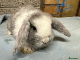 Mini Lop rabbits Mini Lop Rabbits - Advert 13