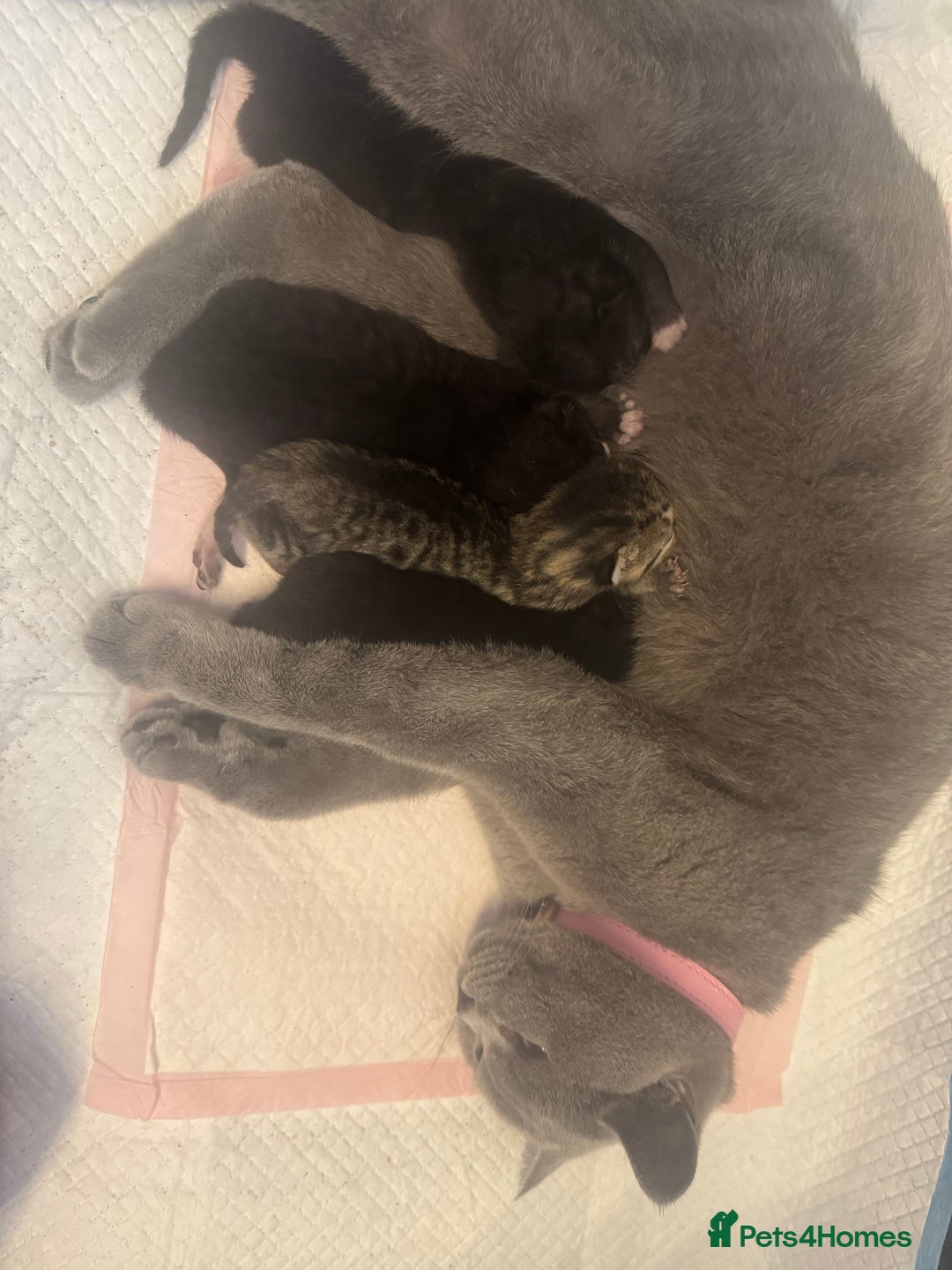 British Shorthair cats for sale: British short hair cross breed - Image 1