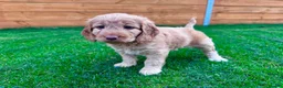 Mixed Breed dogs for sale: Beautiful Schnoodle Babies 🐾🐾🐾 - Advert 7