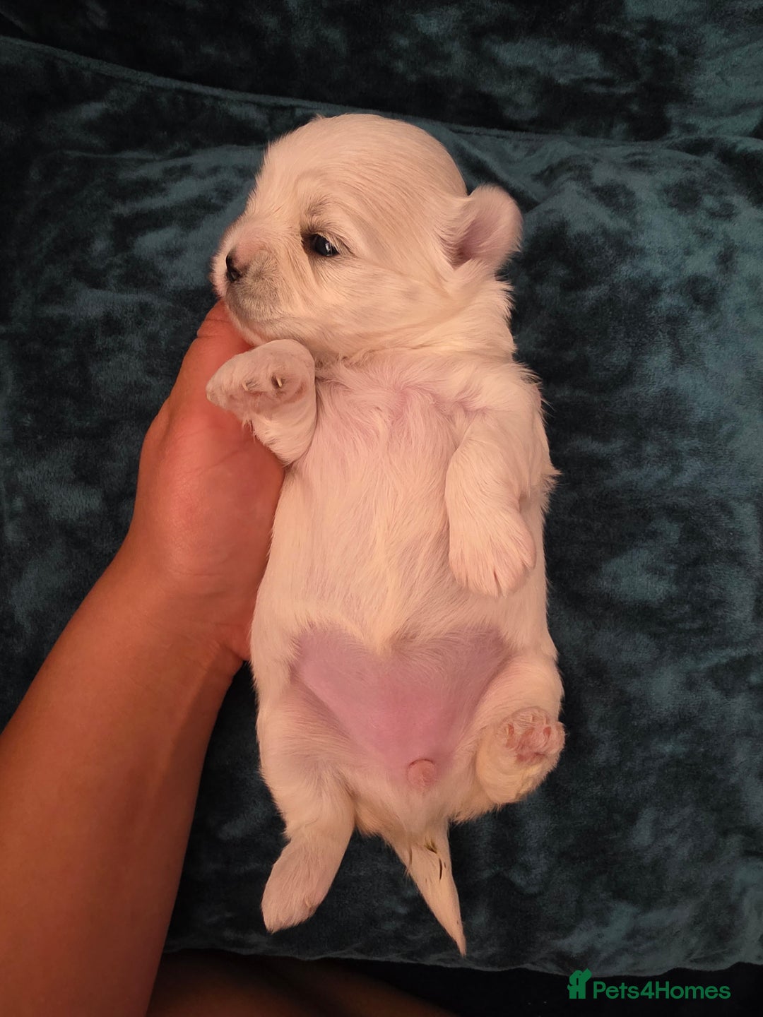 Maltese dogs for sale: Bichon Maltese - Image 9