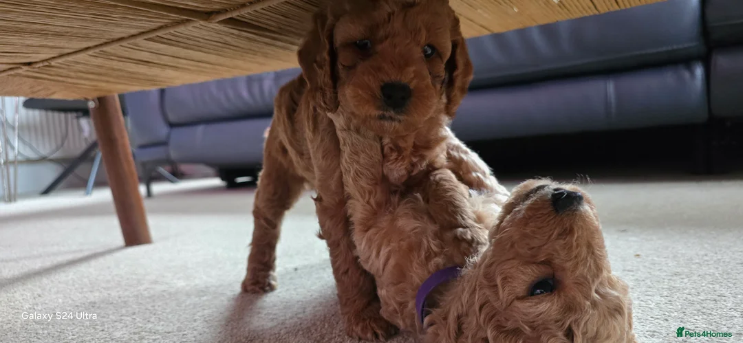 Mixed Breed dogs for sale: Stunning Irish Cockapoodledo's........ - Advert 40