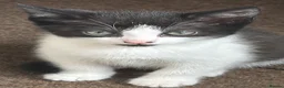 British Shorthair cats for sale: Beautiful kitty - Advert 7