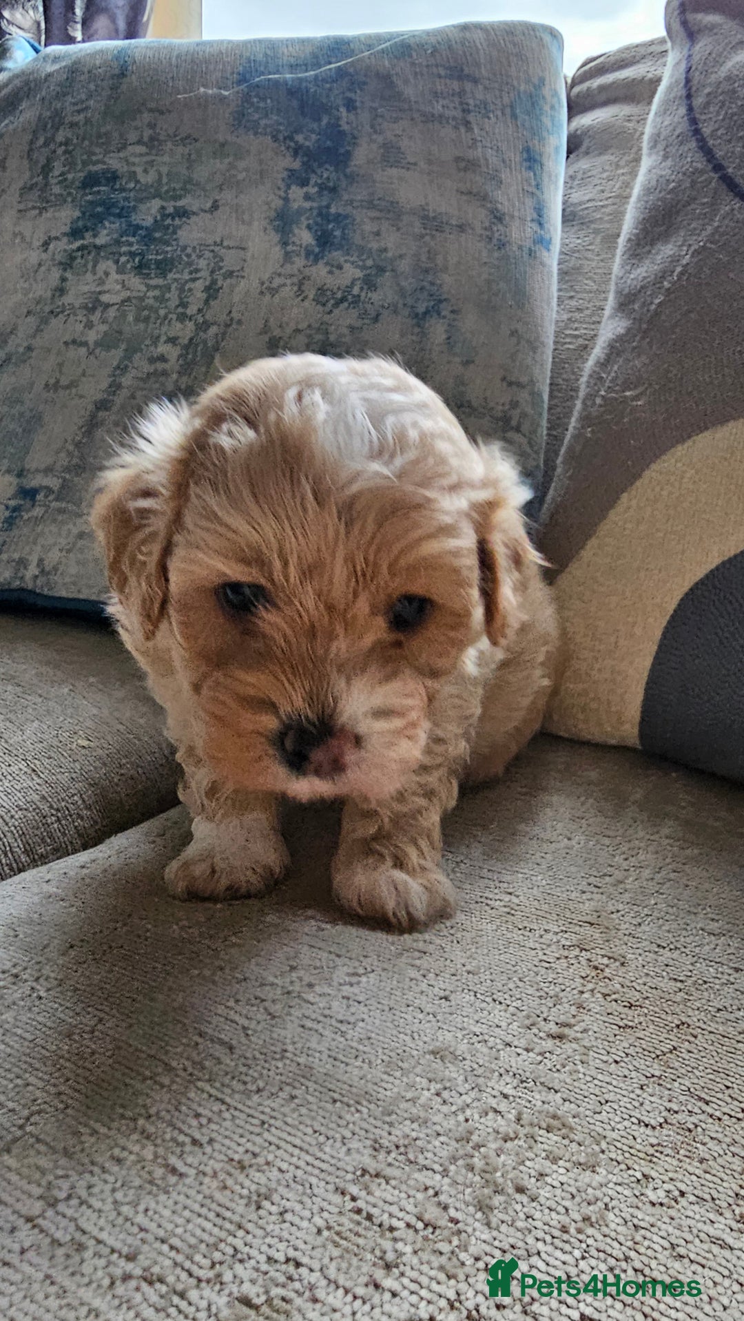 Mixed Breed dogs for sale: Maltipoo f2 very friendly - Image 11