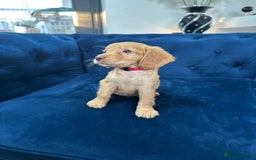 Cocker Spaniel dogs for sale: Beautiful litter of cocker spaniel pups 4 left  - Image 8