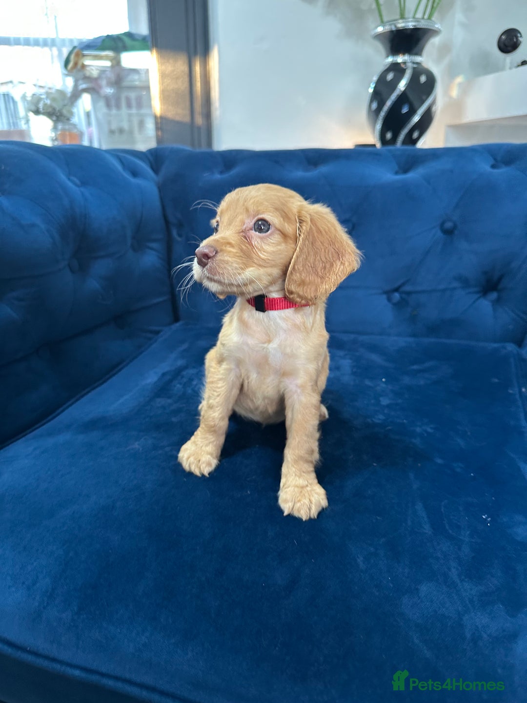 Cocker Spaniel dogs for sale: Beautiful litter of cocker spaniel pups 4 left  - Image 8