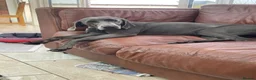 German Shorthaired Pointer dogs for sale: Stunning pups - Advert 11