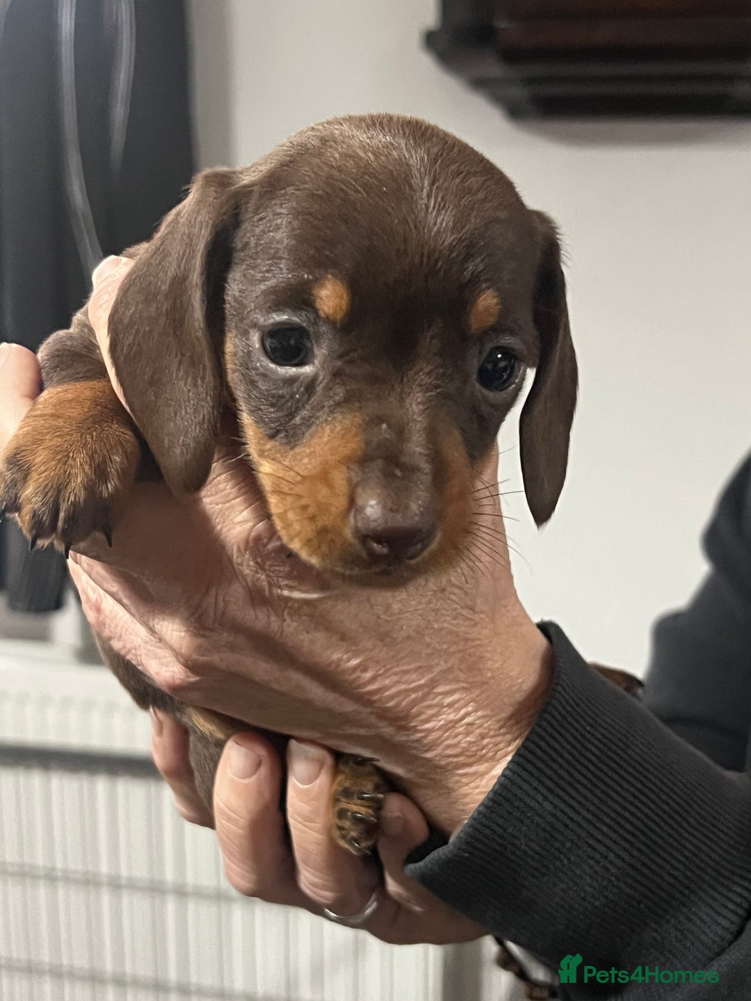 Miniature Dachshund dogs for sale: Miniature dachshunds  - Advert 3
