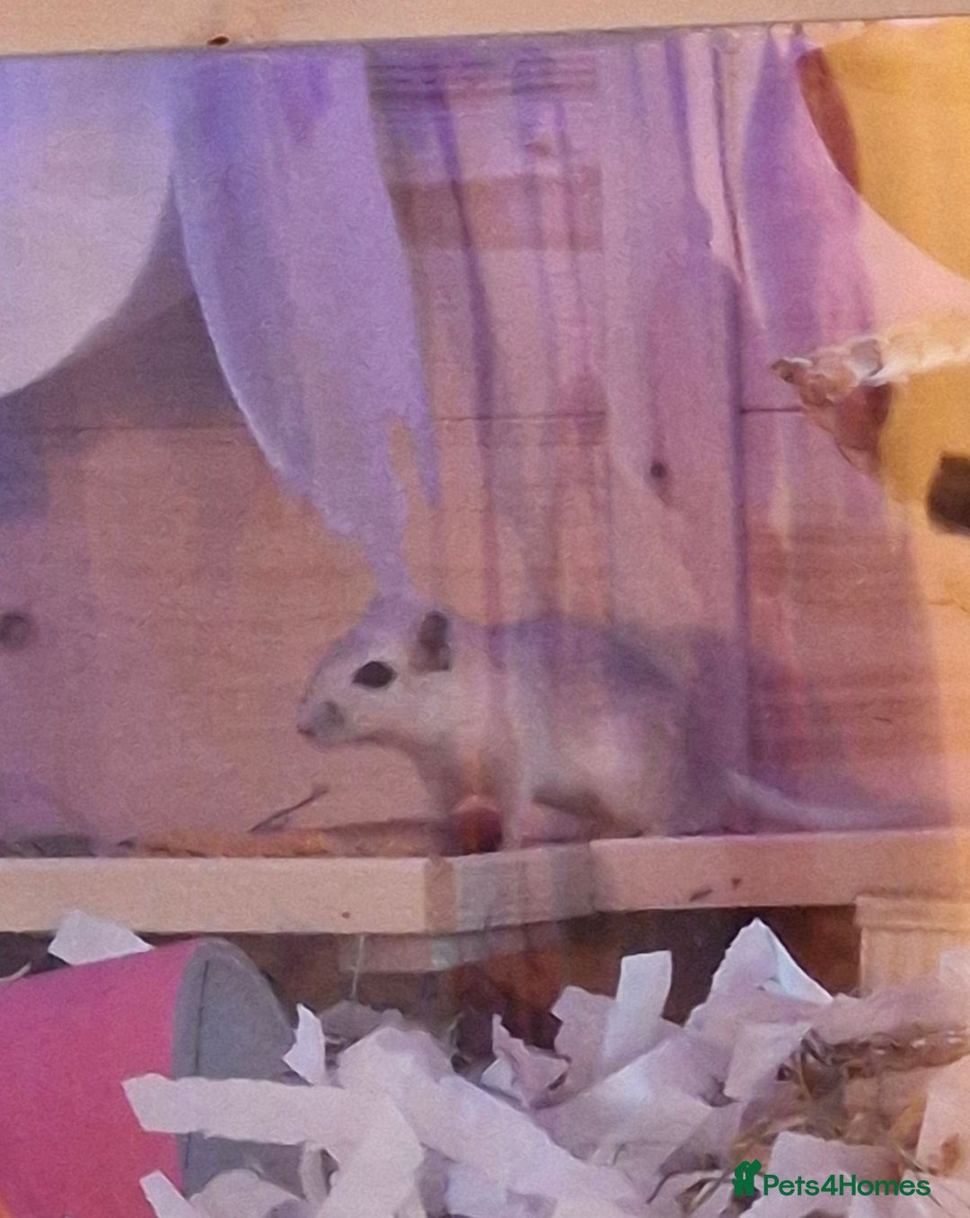 Gerbil rodents for sale: 2 baby female gerbils  - Advert 4