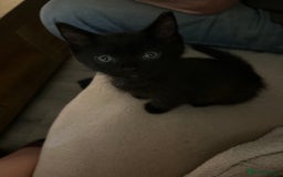 Ragdoll cats for sale: 4 adorable kittens - Image 3