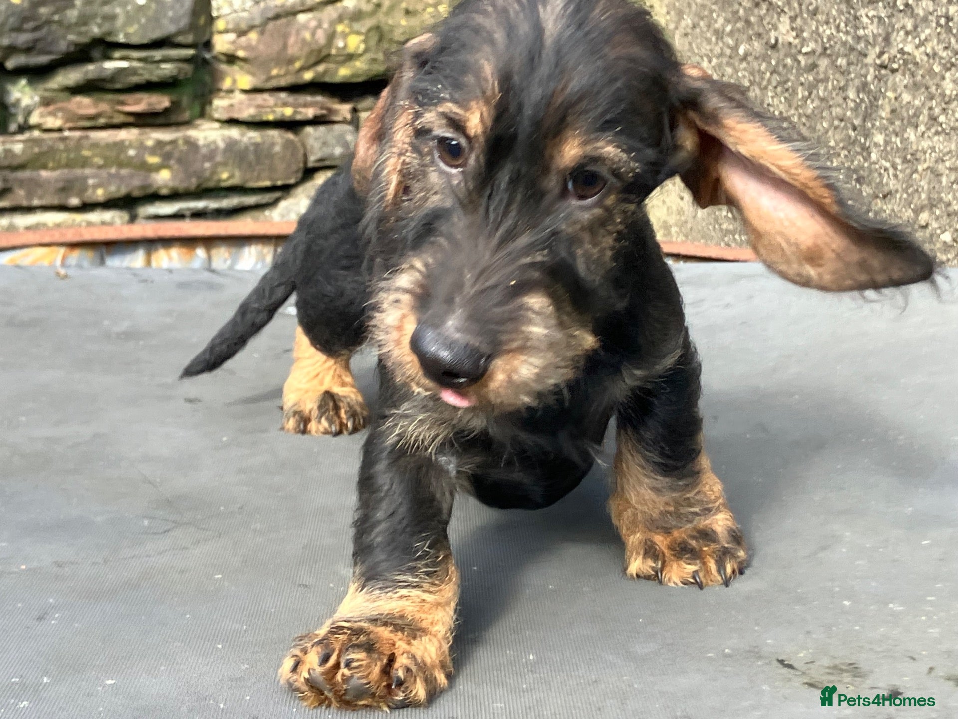 Dachshund dogs Wirehaired Dachshund Teckel KC registered puppies  - Advert 15