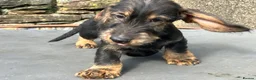 Dachshund dogs for sale: Wirehaired Dachshund Teckel KC registered puppies  - Advert 5