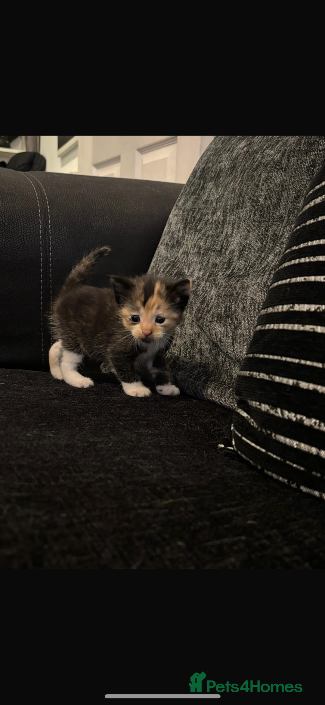 Mixed Breed cats for sale: 5 beautiful kittens for sale  - Image 15