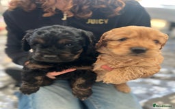 Cockapoo dogs for sale: cockapoo puppies - Advert 1