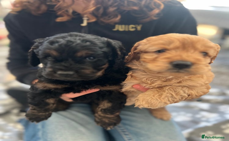 Cockapoo dogs cockapoo puppies - Advert 2