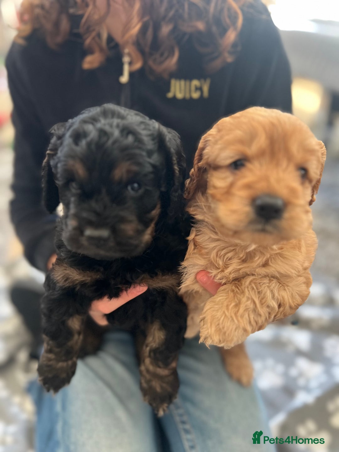 Cockapoo dogs for sale: cockapoo puppies - Advert 1