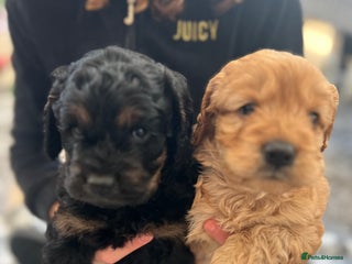 Cockapoo dogs cockapoo puppies - Advert 6