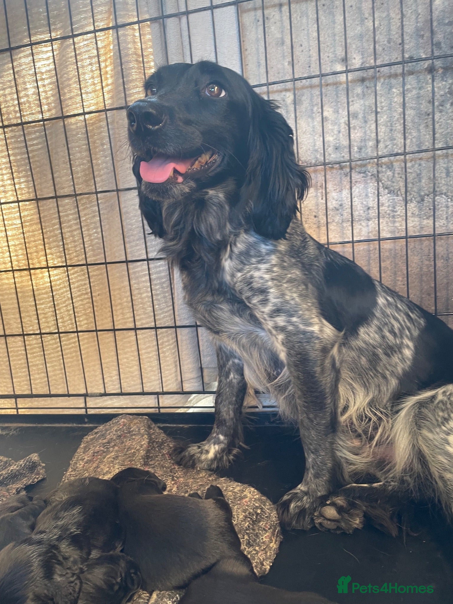 Sprocker dogs 3/4 cocker 1/4 springer - Advert 6