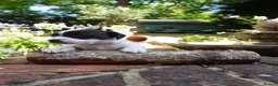 Jack Russell dogs for sale: Miniature Jack Russell Puppies  in Windlesham - Advert 5