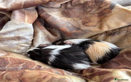 Guinea Pig rodents for sale: LONG HAIRED GUINEA PIGS 2 Boys 1 Girl - Image 17