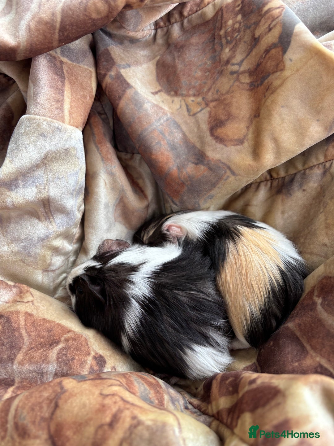 Guinea Pig rodents for sale: LONG HAIRED GUINEA PIGS 2 Boys 1 Girl - Image 17