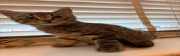 British Shorthair cats for sale: Kitten  in Wellington - Advert 6