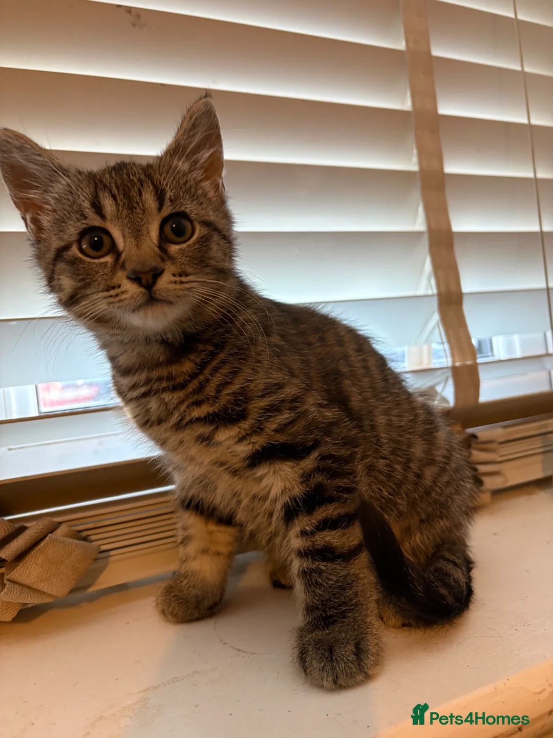 British Shorthair cats for sale: Kitten  in Wellington - Advert 6