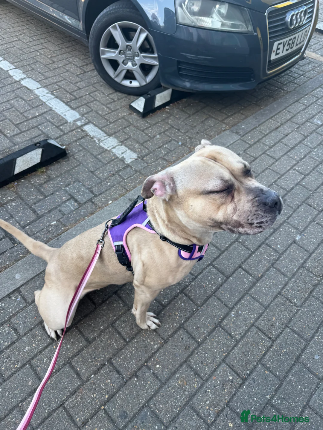 Mixed Breed dogs for sale: Female Mix Breed Mastiff  - Advert 2