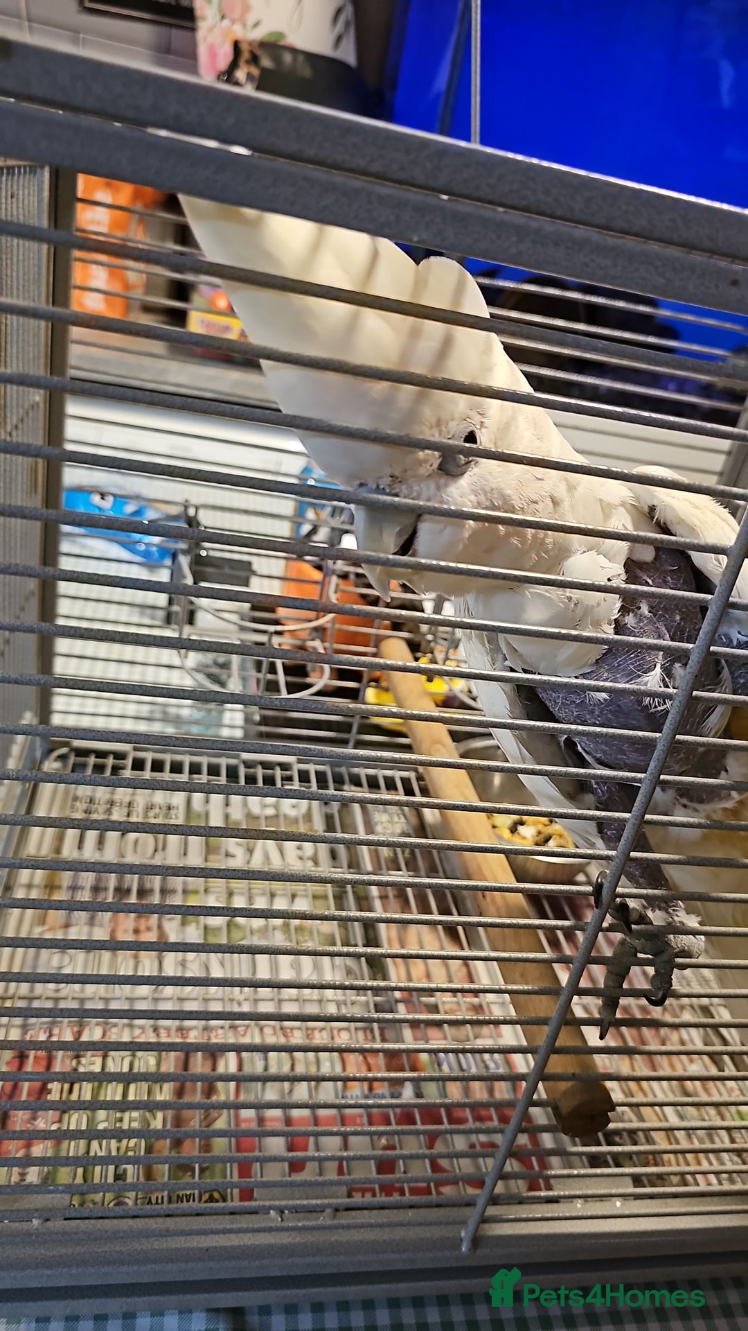 Cockatoo birds for sale: Cockatoo for sale  - Advert 7