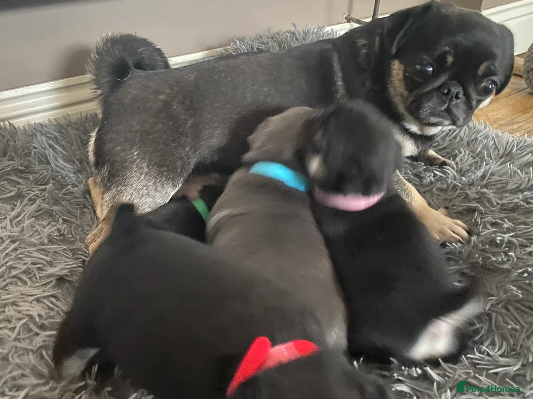 Pug dogs for sale: Gorgeous pug puppies health tested parents 🐶 - Advert 8