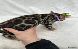 Bengal cats for sale: ❤️ GORGEOUS PURE BENGAL KITTENS ❤️ - Image 25