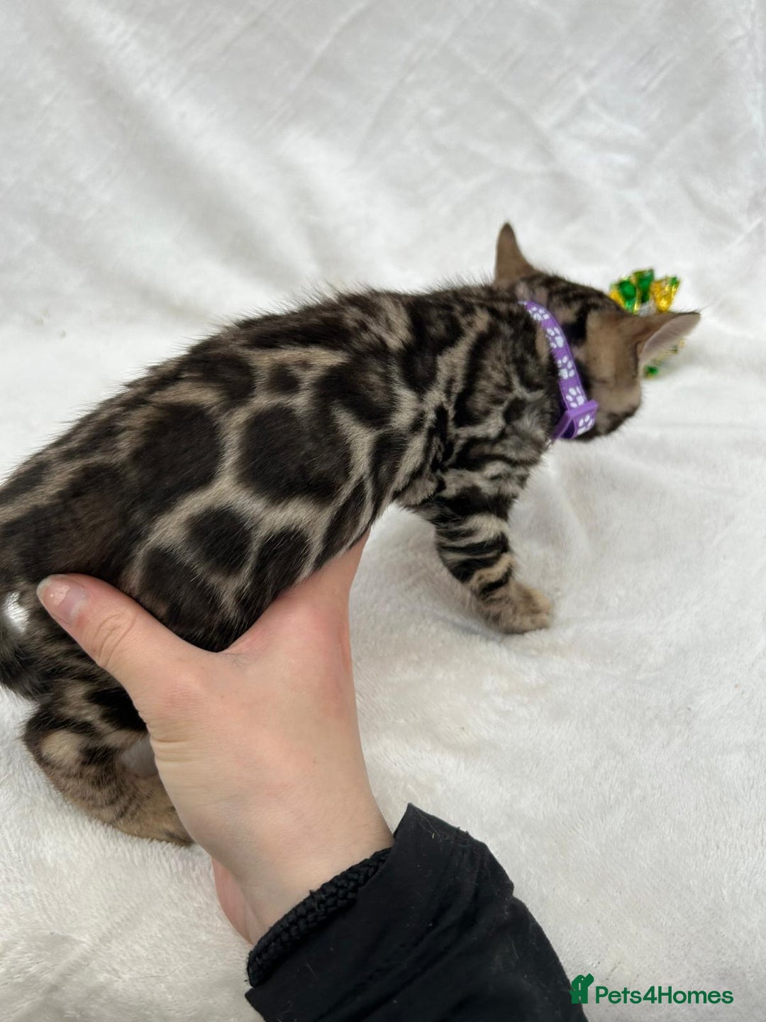 Bengal cats for sale: ❤️ GORGEOUS PURE BENGAL KITTENS ❤️ - Image 25