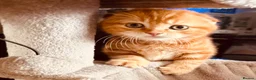 Scottish Fold cats for sale: 🩷Beautiful Scottish Fold/Straight kittens🩷 - Advert 9