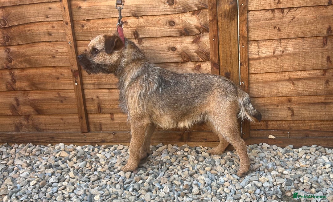 Border Terrier dogs for stud: KC border terrier stud dog available  - Advert 1