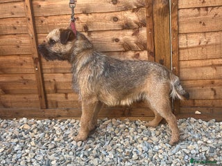 Border Terrier dogs KC border terrier stud dog available - Advert 1