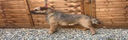 Border Terrier dogs for stud: KC border terrier stud dog available  - Advert 1