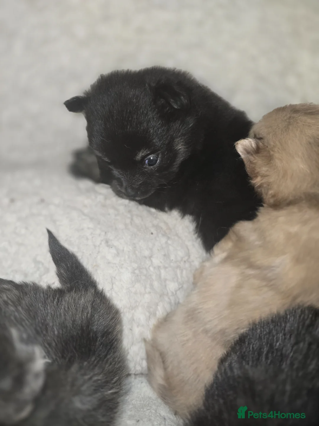 Pomchi dogs for sale: Beautiful pomchi 2 girls 2 boys - Advert 2