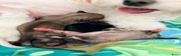 Mixed Breed dogs for sale: Malchi puppies in Bathgate - Advert 6