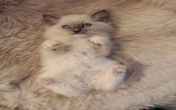Ragdoll cats for sale: Lovely Ragdoll - Image 1