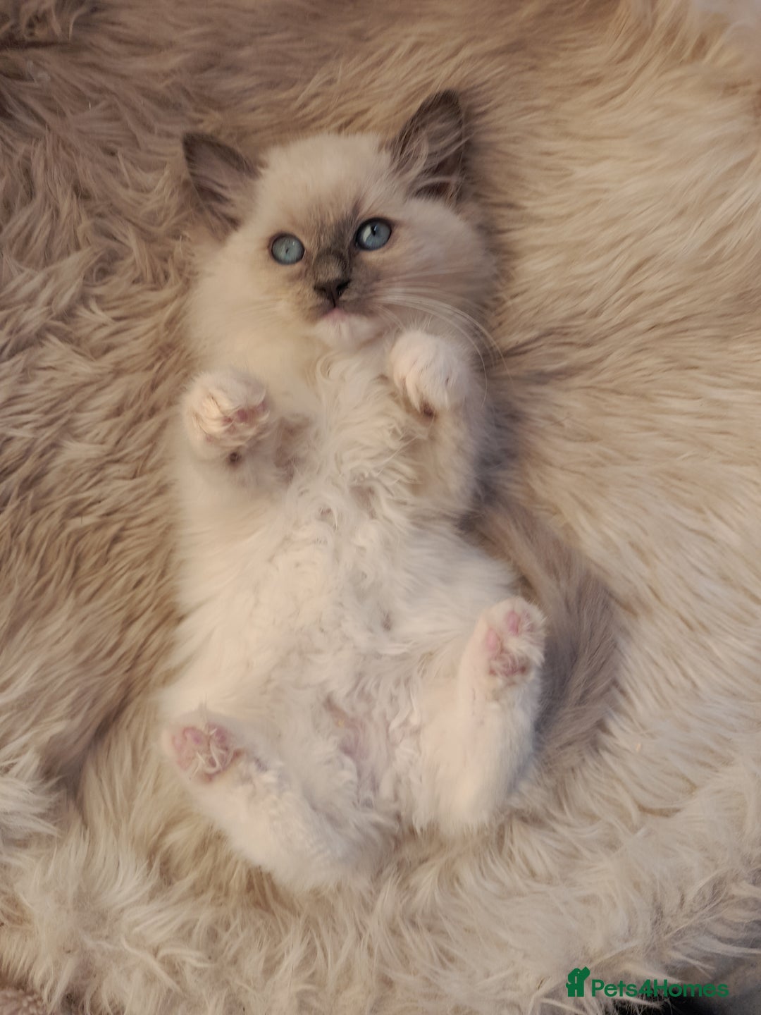 Ragdoll cats for sale: Lovely Ragdoll - Image 1