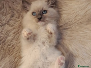 Ragdoll cats - Advert 1