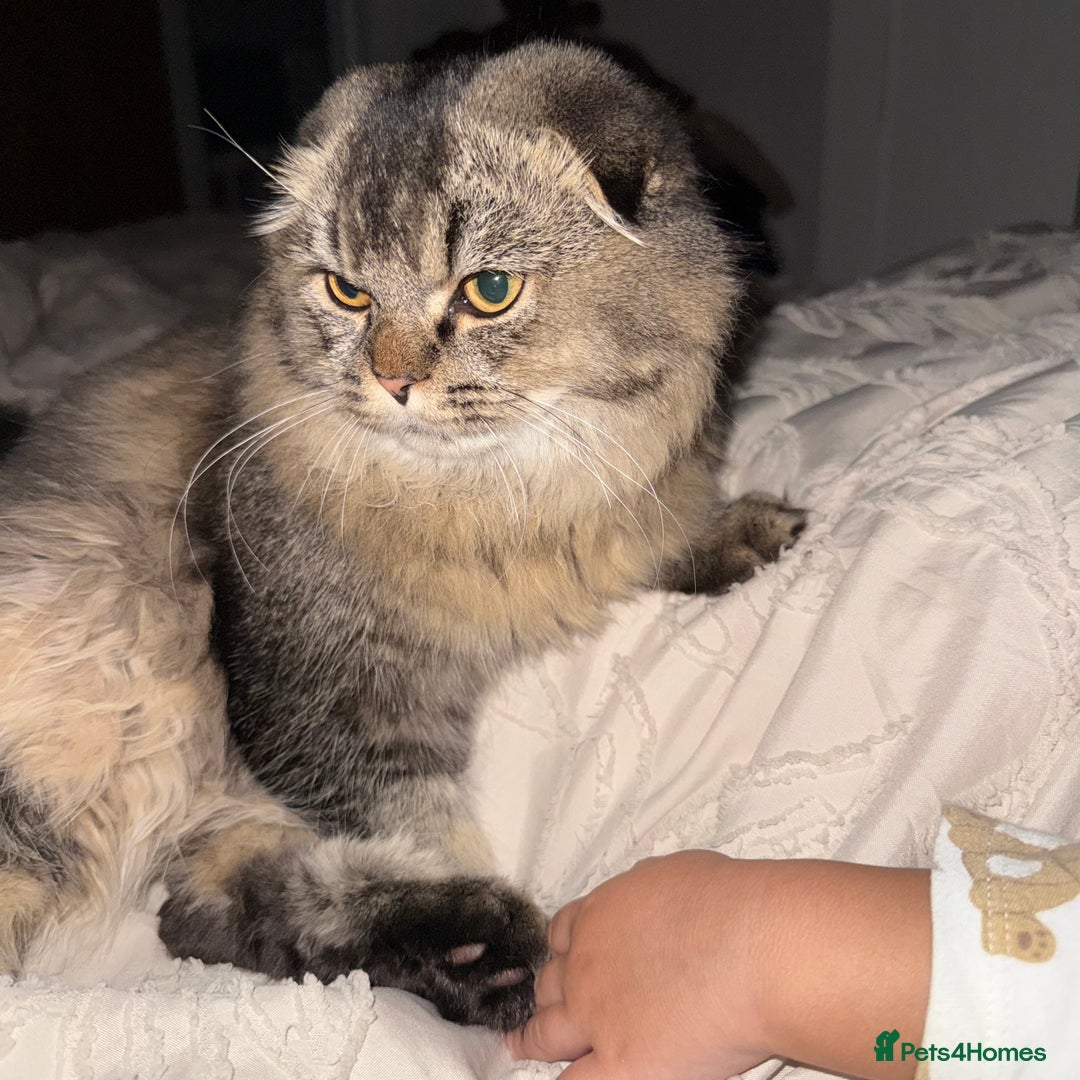 Scottish Fold cats for sale: Chinchilla Longhair Scottish Fold - Advert 6