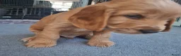 Cocker Spaniel dogs for sale: Adorable show type cocker spaniel puppies  - Advert 6