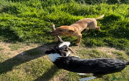 Border Collie dogs for sale: 7 Month Old Border Collie - Image 12