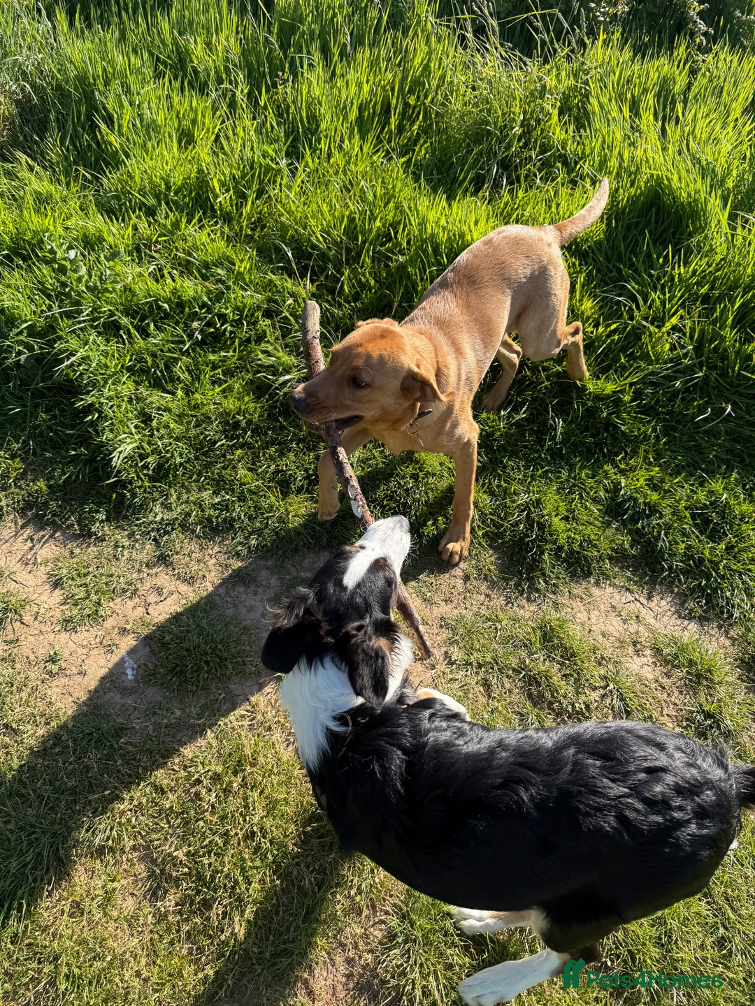 Border Collie dogs for sale: 7 Month Old Border Collie - Image 12