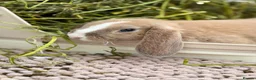 Mini Lop rabbits for sale: Two rabbits and set up  in Stowmarket - Advert 8