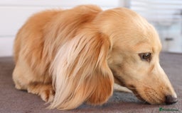 Miniature Dachshund dogs for stud: KC Reg DNA Health Tested CLEAR - CREAM MINI DACH in Littleborough - Image 10