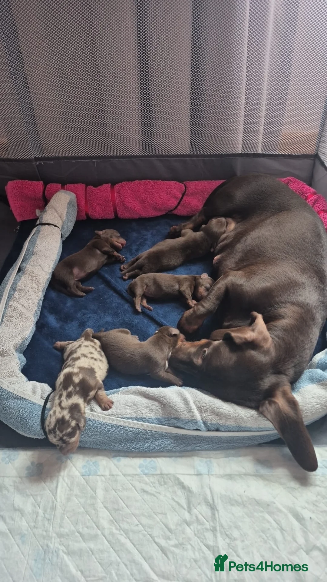 Dachshund dogs for sale: Beautiful Dachshund Puppies. in Elgin - Advert 6