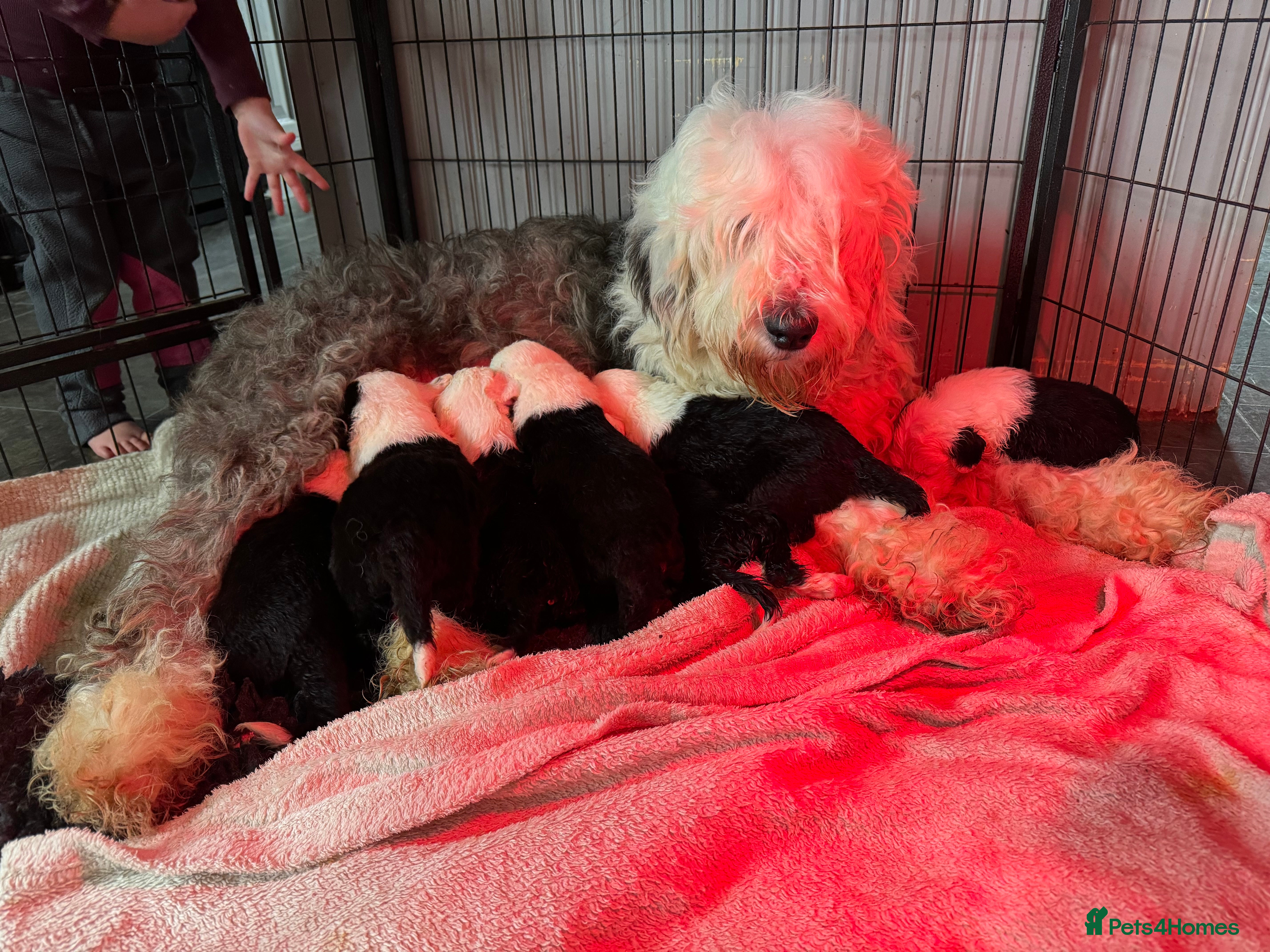 Old English Sheepdog dogs Extensively health tested KC registered OES  - Advert 10