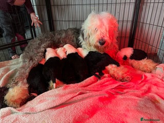 Old English Sheepdog dogs Extensively health tested KC registered OES - Advert 10